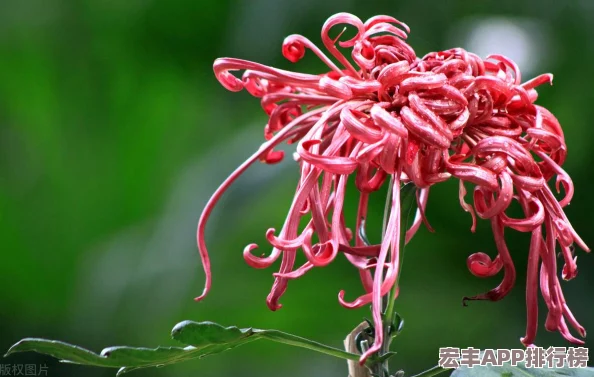 女人被爆过菊后感受过程