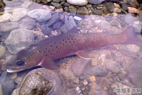 地下城与勇士贪食系列装备精选指南