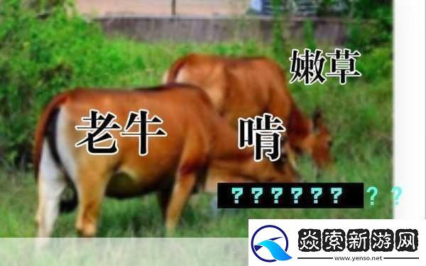 老牛嫩草一二三产品区别是什么