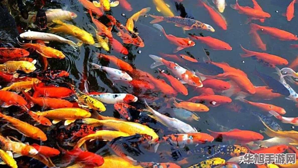 2024年度热门单机水族箱模拟手游精选