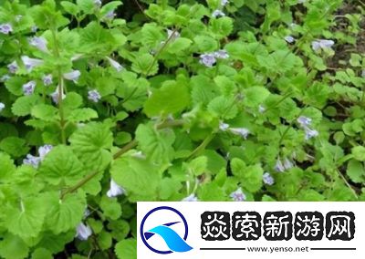 草药采集1