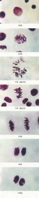 细胞分裂5真实难度