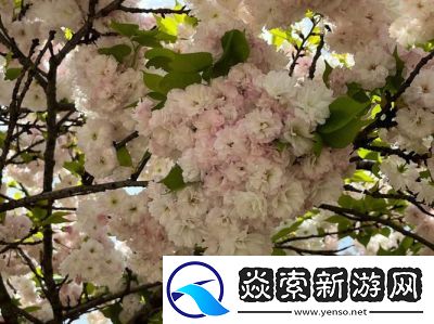 用我的手指拨动你的心弦樱花
