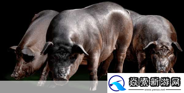 人马畜禽CORPORATION猪养殖行业所面对的课题