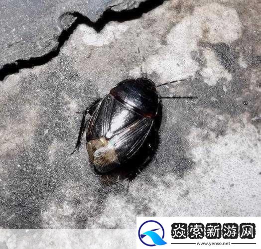 JAPONENSISJAVA成熟大豆