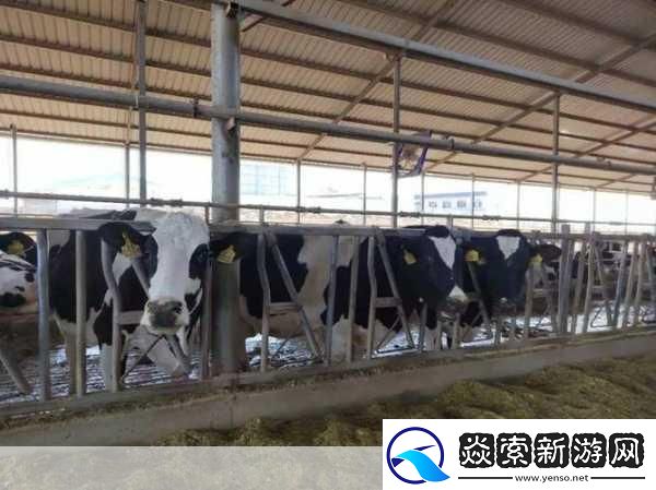 人马畜禽CORPORATION猪