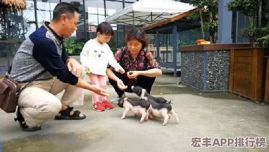 地下城与勇士中高效刷取宠物珍稀副本大揭秘