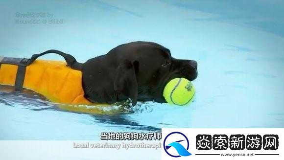 狗狗的东西又硬又烫又臭