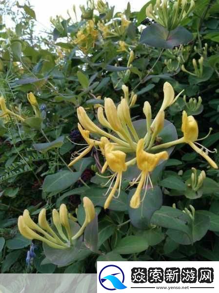 银色器物TXL金银花的材质有何特点