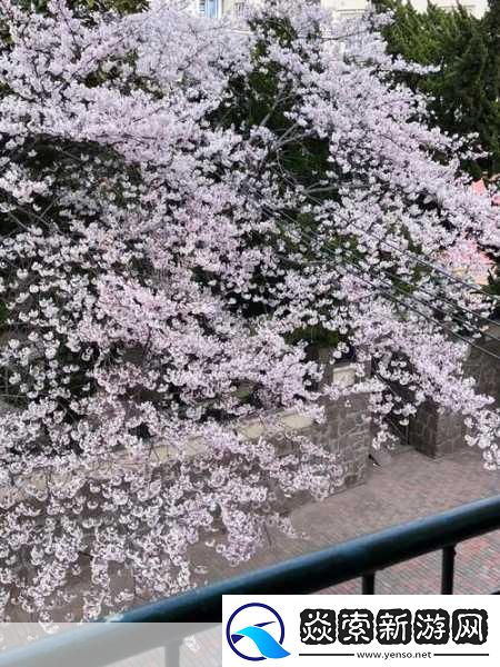 请用你的手打扰我樱花