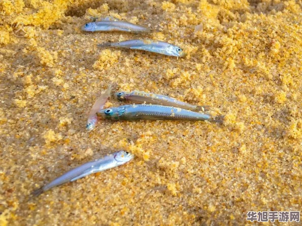 探索Sky光遇晨岛秘境