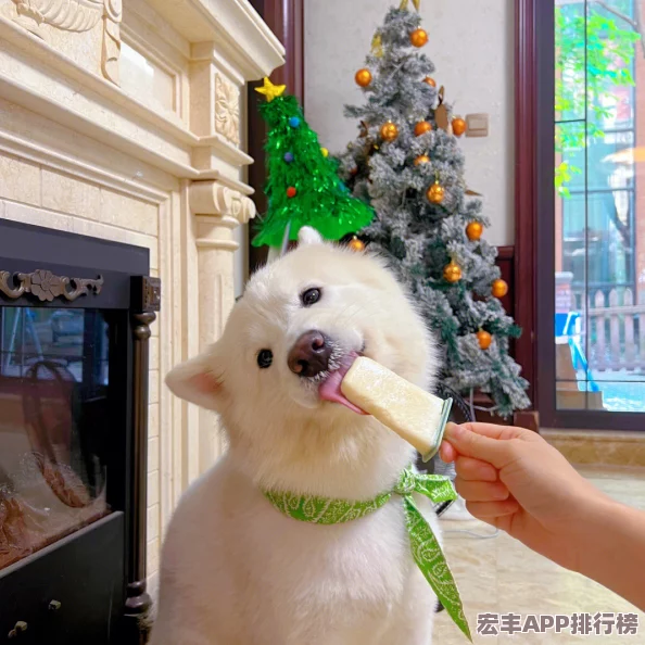 萌宠夏日新风尚