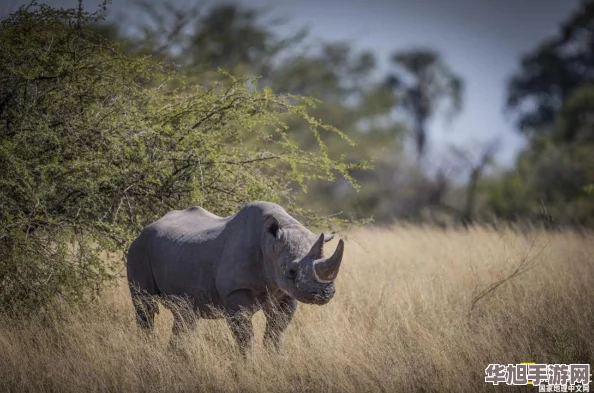 全面解析三角洲行动