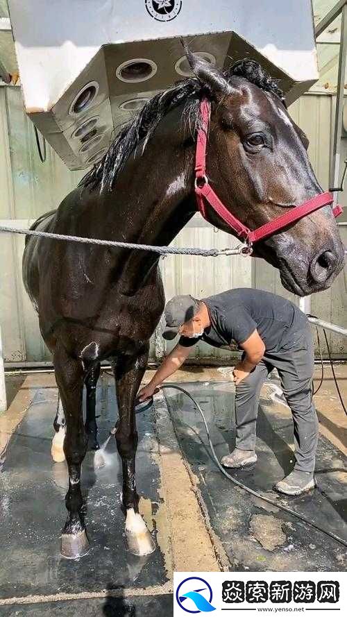 烧脑大作战第115关答案揭秘