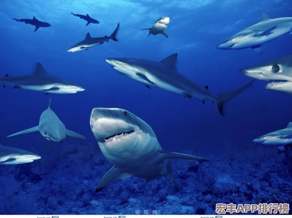 海鲨之王PVE霸主之路