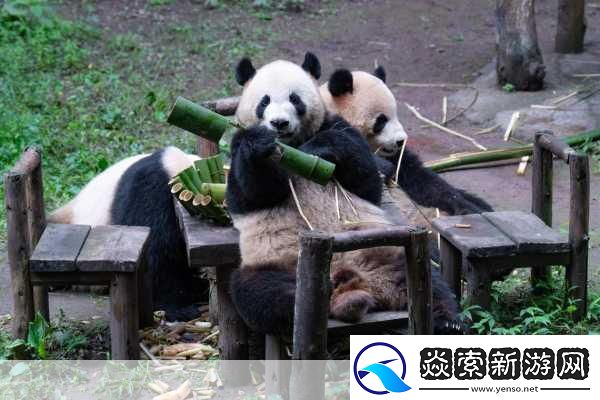 成色好P31s给力内容随便看