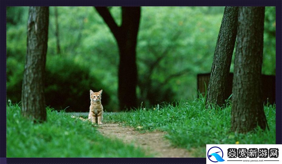 “喵星人的秘密花园