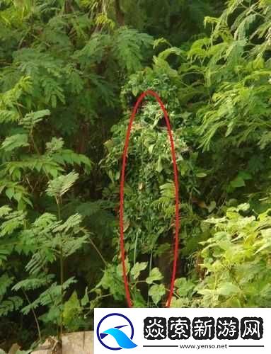 使命召唤4中狙击手的最佳隐藏与射击位置究竟在何处