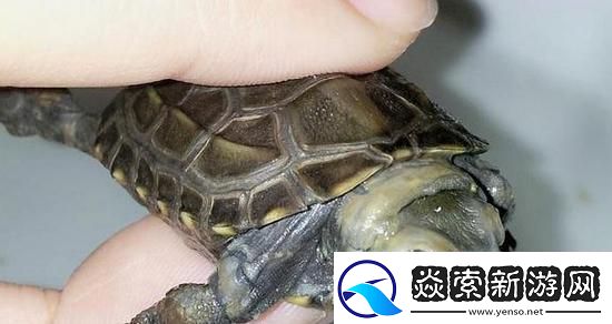 “白圈惊现雄**！全网疯传奇观