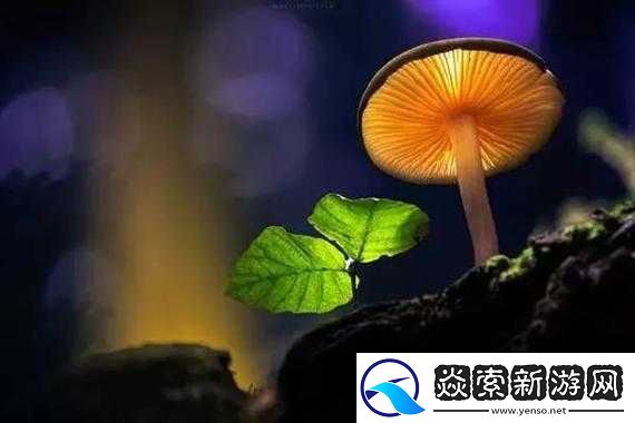 在野外用小雨伞拔萝卜好吗