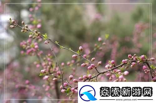 含苞欲放的桃花那是春天的嘴唇吧