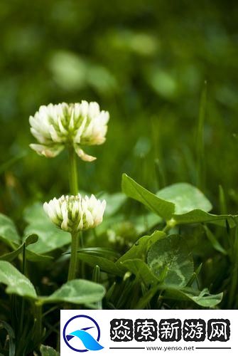 三叶草的春潮涌动争议的碧波