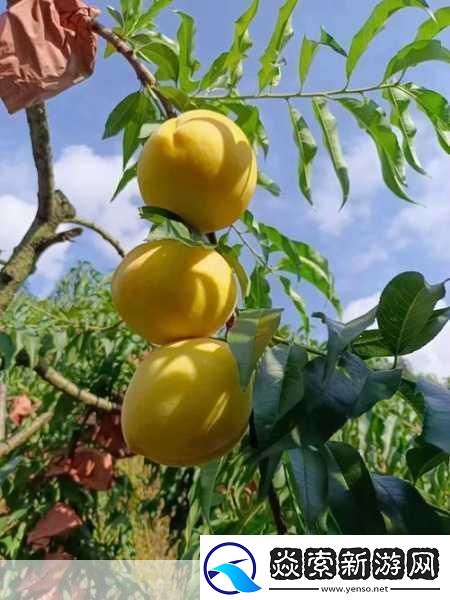 9612黄桃亚洲品质蘑菇