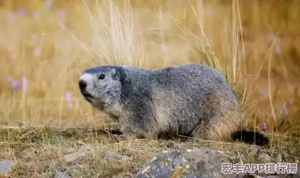 寻找代号超自然土拨鼠