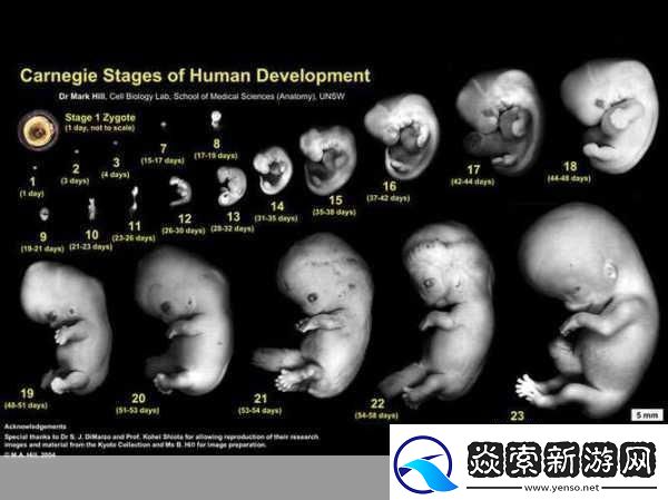 双腿间硬硬的胎头湿漉漉的挤出来的情况如何应对