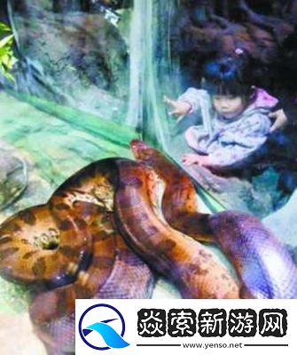 蛇王的尾巴高AH