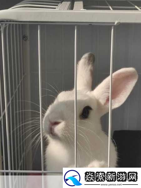 小白兔子被咬的通红