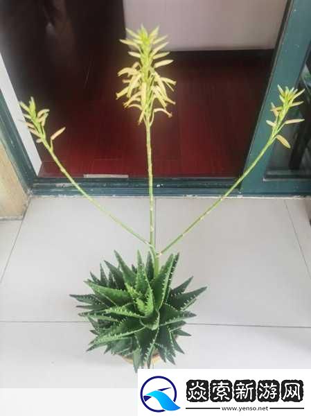 榨汁精灵的繁衍需求在贪婪1.榨汁精灵的繁衍与生态链探秘