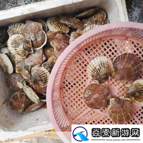 腿再打开一点就能吃到扇贝了图片