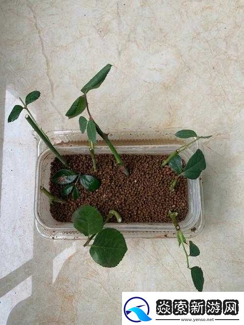 人的照片人类的扦插过程