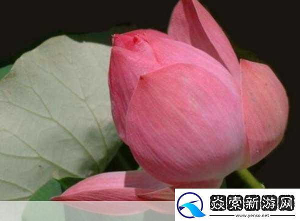 女性半夜莲花开的意思