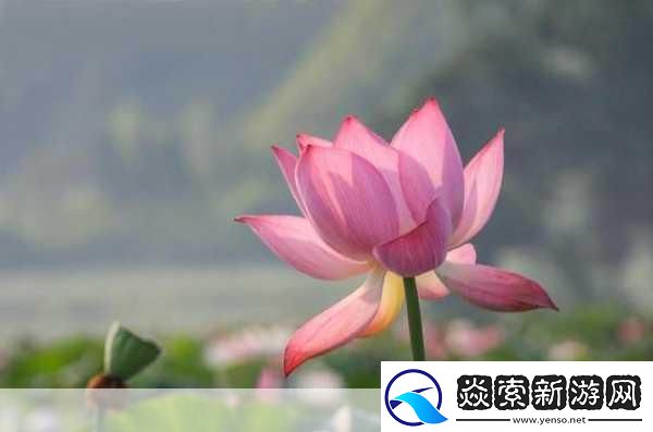 女性半夜莲花开的意思