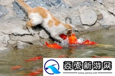 小猫玩热门平板抓鱼游戏大全
