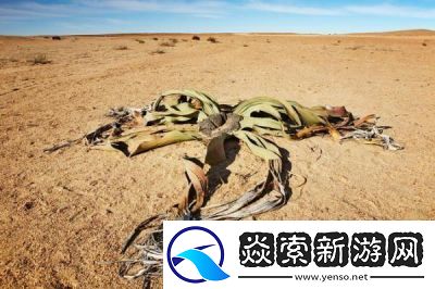 扦插BB有什么好处