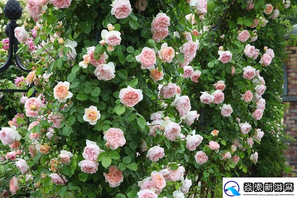 下载最全粉色APP软件下载大全