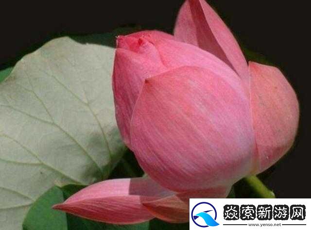 半夜三更莲花开