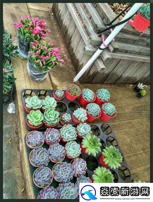 “食取报告3樱花”传奇