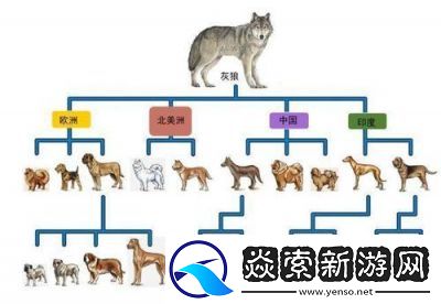 卡蒂狗至风速狗的进化过程