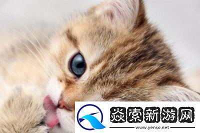 猫咪最新地域网名是什么