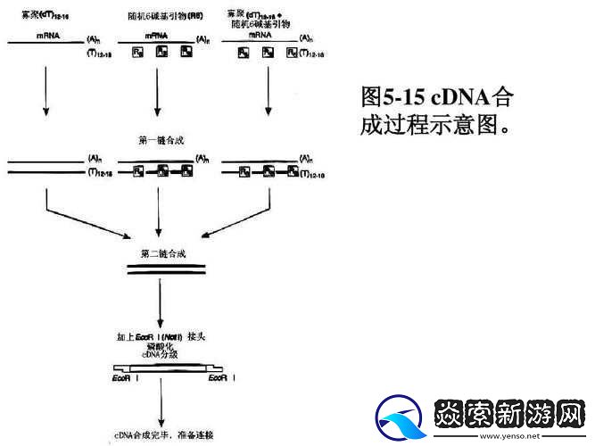 RNA