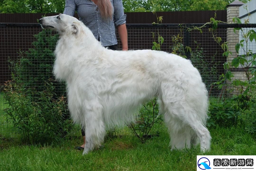 “俄罗斯宗教狗”传奇