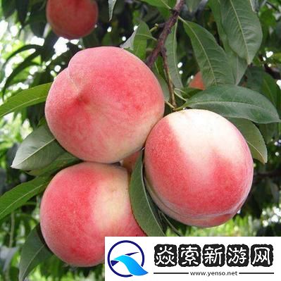 无人一区二区区别是什么红桃