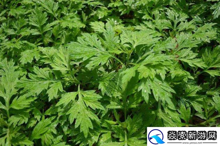 在逃生游戏里花式挨草桃子灯