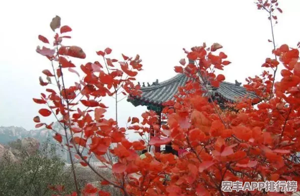 守望先锋竞技场