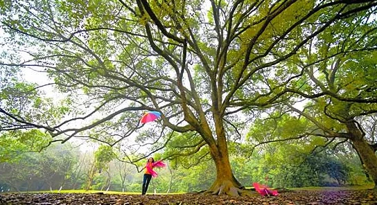 穿越侠士迷宫的终极探索手册