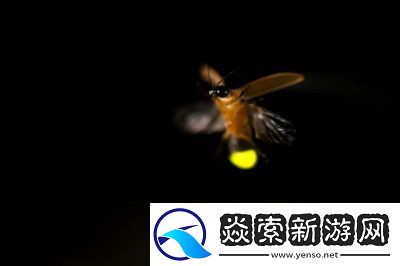 深入探究神秘又独特的黑色硬质蘑菇头背后的科学与奥秘